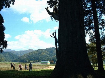 s-山形最上地方巨木めぐりで見た石動神社の樹齢1000年以上の親杉.jpg