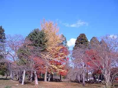 s-最後は多賀城城跡の紅葉・冬になりますねえ.jpg