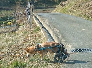 s-車椅子の犬２.jpg