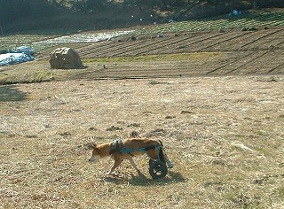 s-車椅子の犬4.jpg