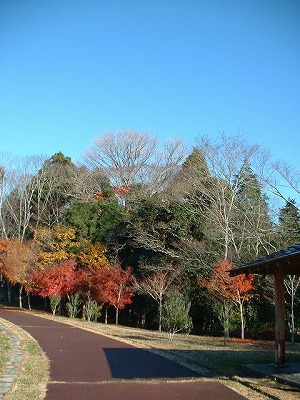 s-多賀城東門跡への道.jpg