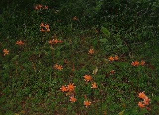 キツネノカミソリ２