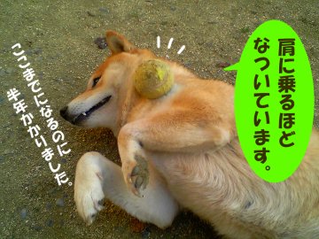 肩に乗るほどなついています。