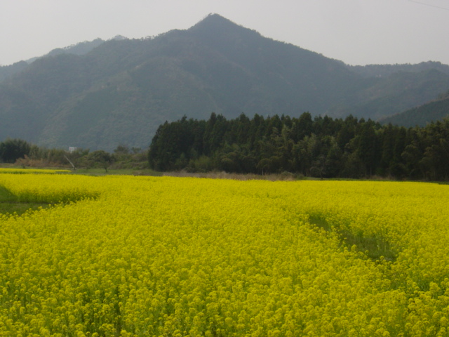 菜の花畑