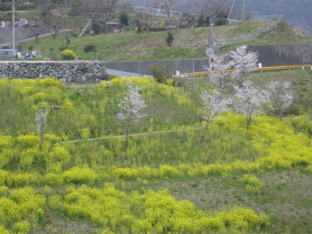 菜の花