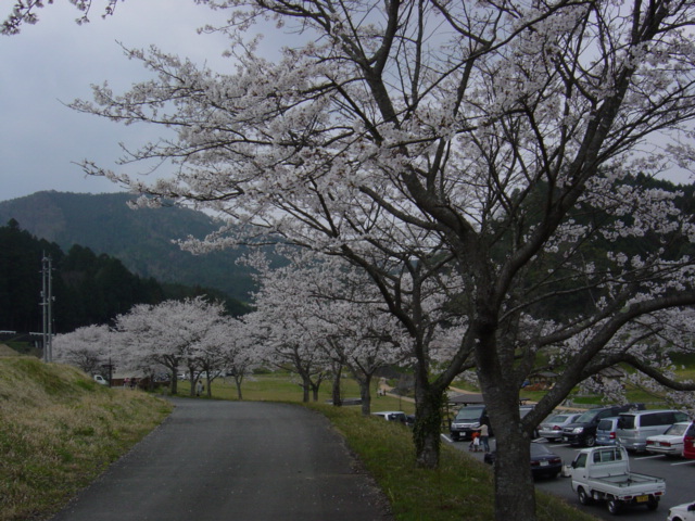 桜