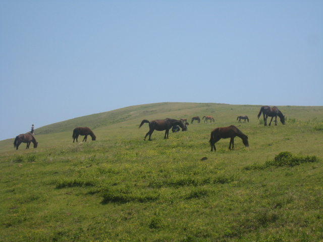 野生馬