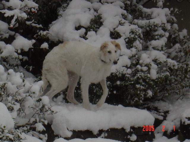 はじめての雪