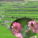 自然農法で作られた黒米