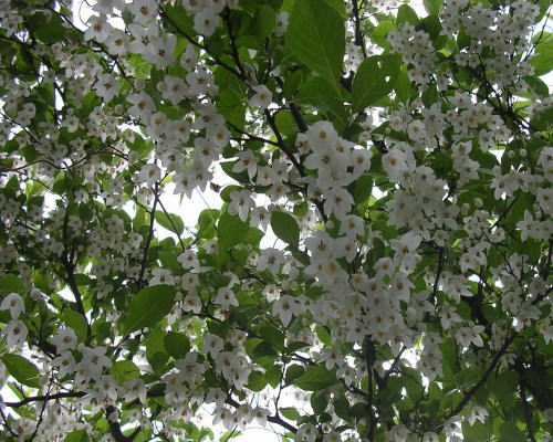 桜の仲間かな？？？