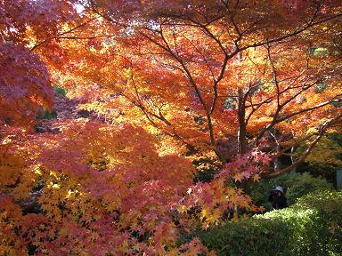 常寂光寺？紅葉.jpg