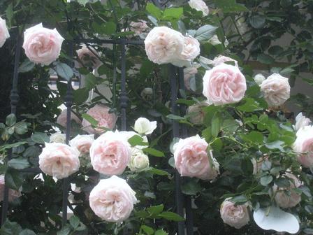 5月の薔薇　菜園_20110531_009.JPG