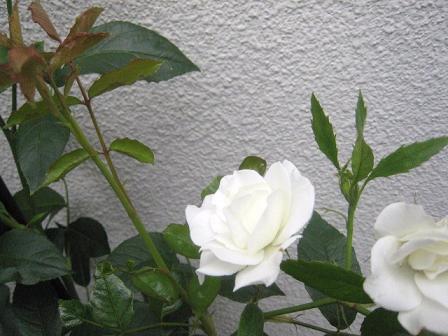 5月の薔薇　菜園_20110531_004.JPG
