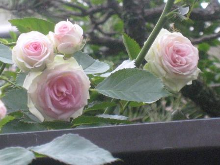 5月の薔薇　菜園_20110531_010.JPG