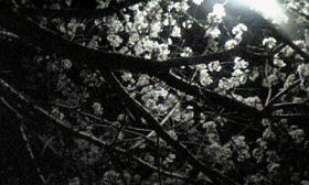 夜桜１.jpg