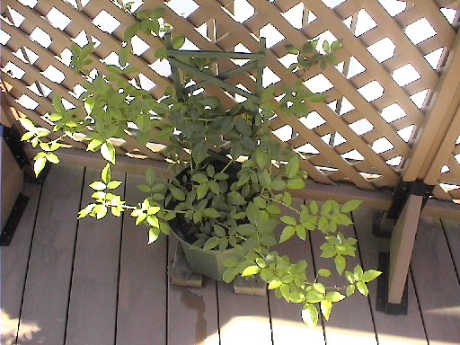 つるアイスバーグ