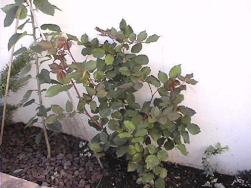 11月挿し木のバラ