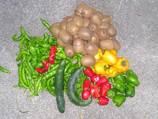 秋になりました。