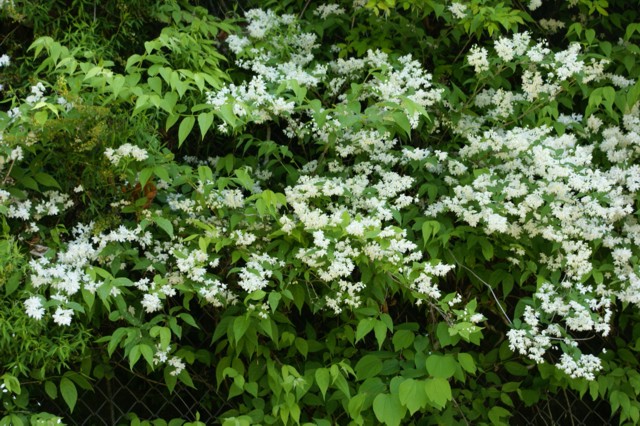 奥多摩湖畔の花　ヒメウツギ