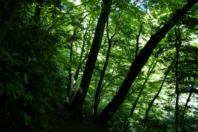 高尾山