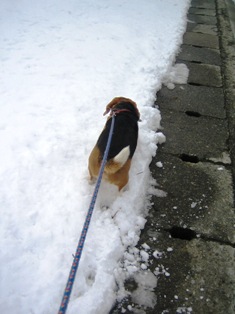 雪のある方が好き。