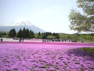 20080507桜と芝桜富士ミニ.jpg