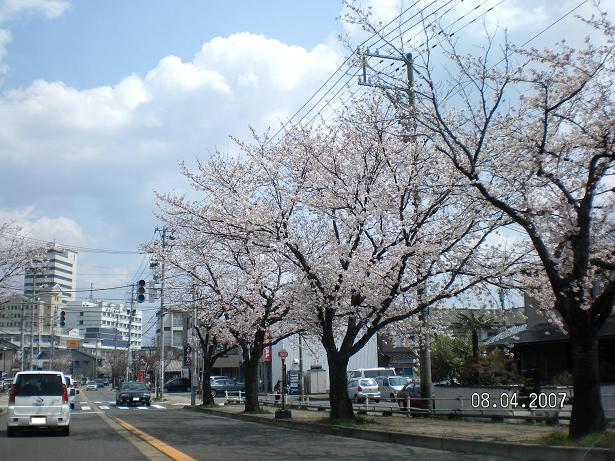 2007桜Ａ.JPG
