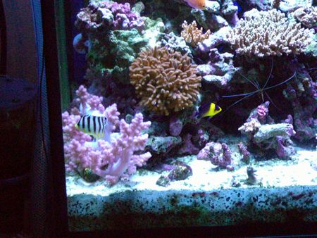 080605スミレ＆シマ