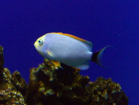 マスクドエンゼル♀