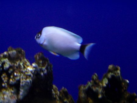 マスクドエンゼル♂