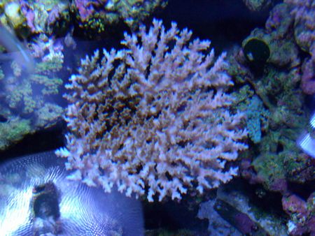 ツツハナガサ２