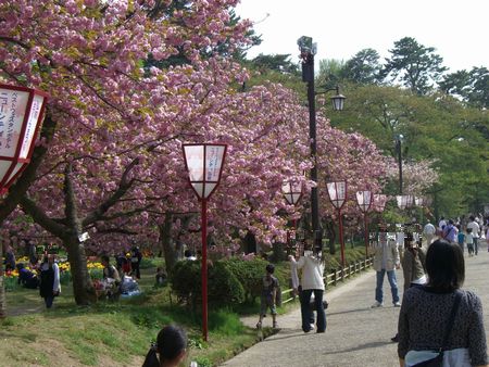 080504弘前さくらまつり2