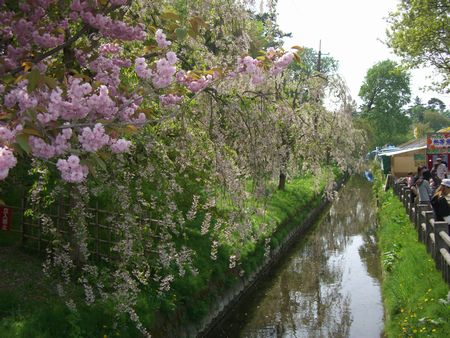 080504弘前さくらまつり3
