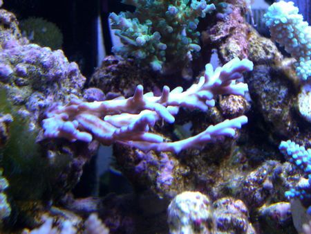 080420うなぎさんシンクレア