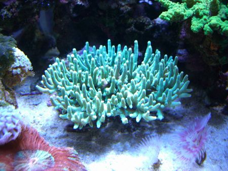 080420スハルソノイ