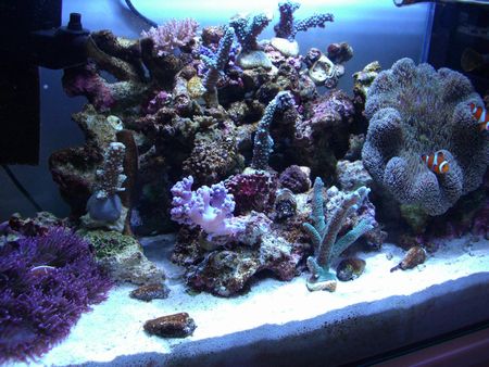 080420うなぎさんサブタンク