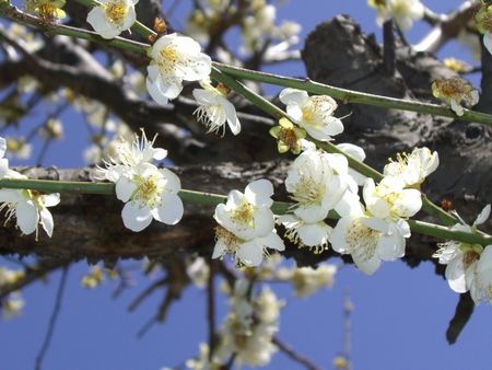 080322なんとか桜