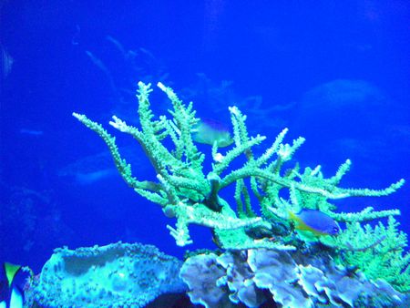 第一ミドリイシ