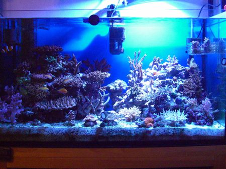 コバルトブルーのみ