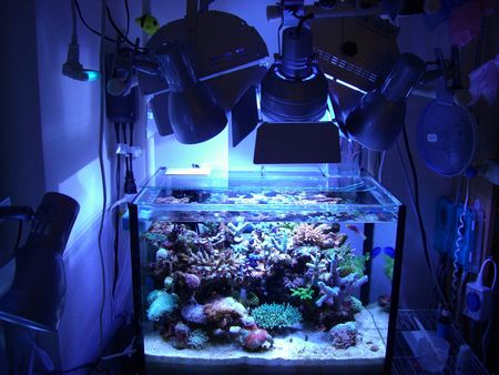 080420うなぎさんメイン水槽