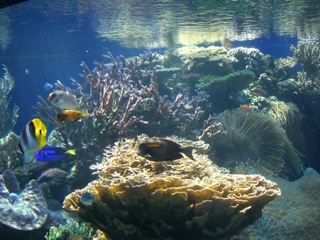 ダイナミック水槽２