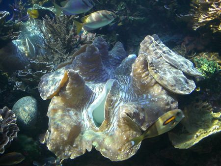 巨大シャコガイ