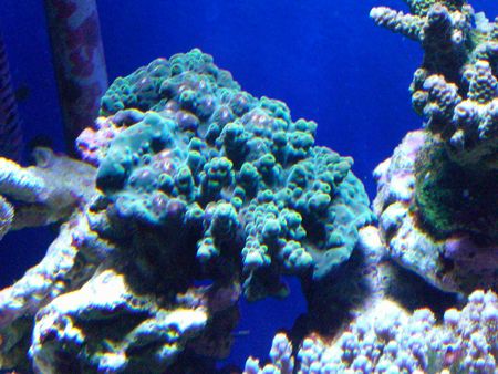 080202ミドリイシ