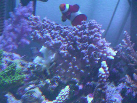 080326白化しちゃった