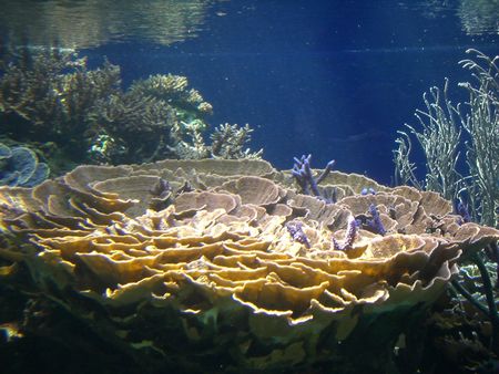 枝系ミドリイシINウスコモン