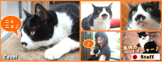 猫ちゃんおもてなしの宿 オーベルゼ レ ボーの猫にまつわる面白い情報満載blog 楽天ブログ