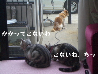 ＧＷの３匹