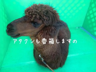アルパカさん
