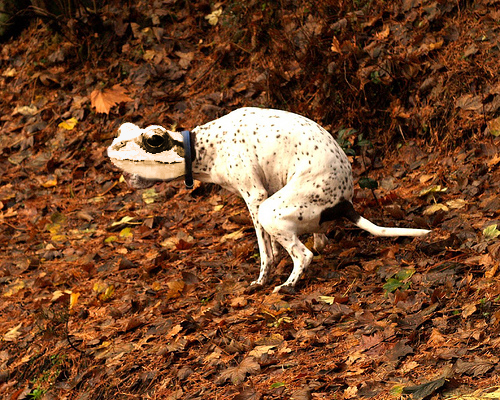 お手柄犬 湯たんぽ犬 Frogdal Online 楽天ブログ