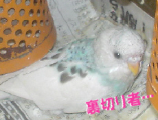 2009/07/13(9)